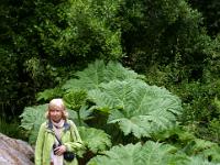 Mammutblatt - Garinish Island, Co. Cork